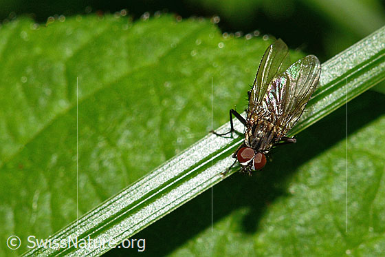 Foto: Wahrscheinlich Kleine Stubenfliege (Fannia canicularis). Länge 4 - 7mm. Männchen. Ansicht von schräg oben.