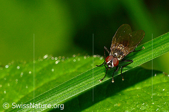 Foto: Wahrscheinlich Kleine Stubenfliege (Fannia canicularis). Länge 4 - 7mm. Männchen. Ansicht von vorne.