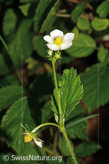 Photo: Fragaria vesca. Blossom, stem and leaf.