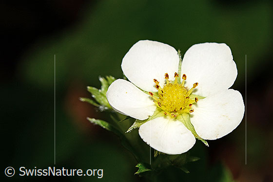 Foto: Wald-Erdbeere (Fragaria vesca). Blüte.