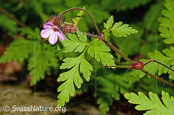 Photo: Geranium robertianum. Blossom, stem and leaf.