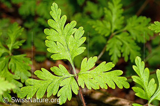 Photo: Geranium robertianum. Leaf.