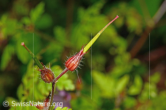 Photo: Geranium robertianum. Frucht.
