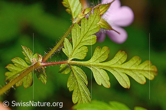 Photo: Geranium robertianum. Leaf underside and stem.