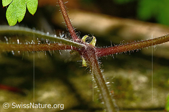 Photo: Geranium robertianum. Stem.