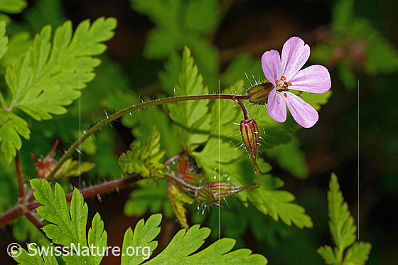 Photo: Geranium robertianum. Blossom, stem and leaves.