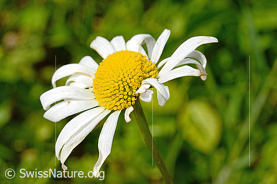 Foto: Gewöhnliche Wiesen-Margerite (Leucanthemum vulgare). Blüte.