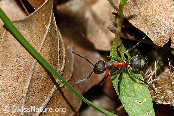 Photo: Formica rufa. Length 4 - 9mm. View from diagonally above.