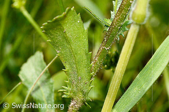 Photo: Leucanthemum vulgare. Leaf underside.