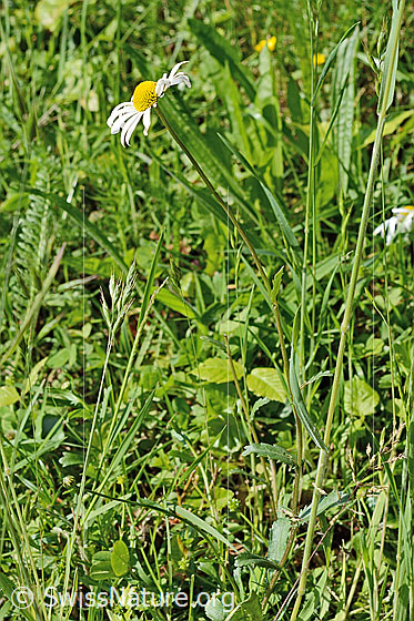 Photo: Leucanthemum vulgare. Whole plant (habiti).
