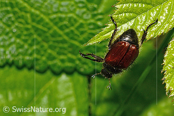 Photo: Phyllopertha horticola. Length 8.5 - 11mm. Top rear view.