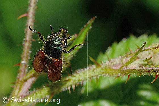 Photo: Phyllopertha horticola. Length 8.5 - 11mm. The wings are slightly open. View from the front.