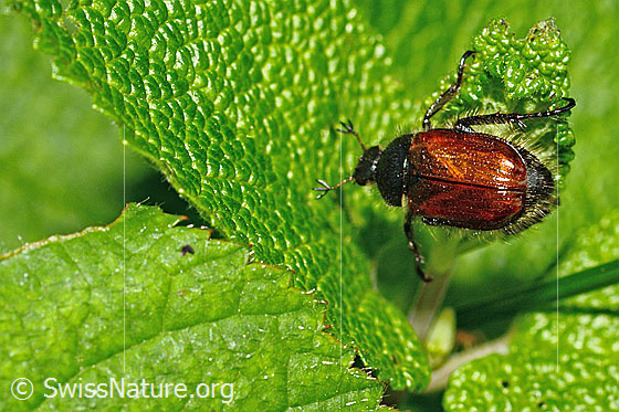 Photo: Phyllopertha horticola. Length 8.5 - 11mm. View from above.