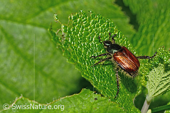 Foto: Gartenlaubkäfer (Phyllopertha horticola). Länge 8.5 - 11mm. Ansicht von der Seite.