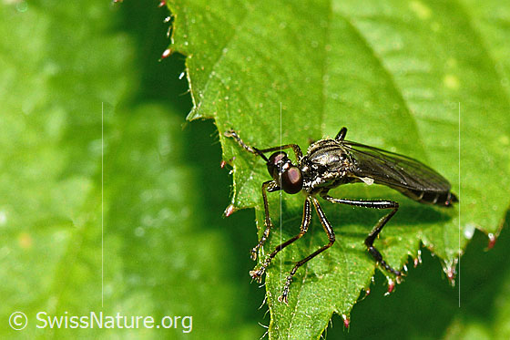Foto: Gemeine Habichtsfliege (Dioctria hyalipennis). Länge 9 - 12mm. Wird auch Dioctria baumhaueri genannt. Ansicht von schräg vorne.