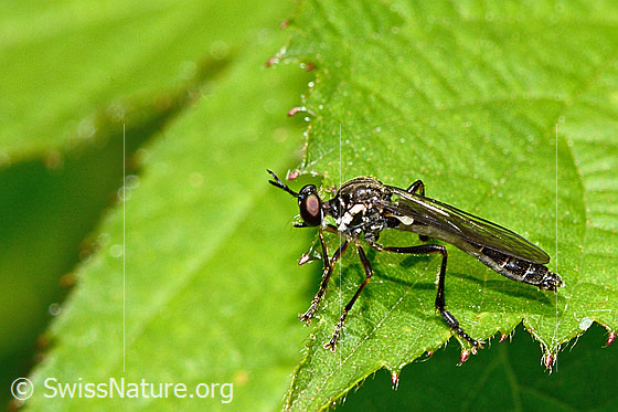 Foto: Gemeine Habichtsfliege (Dioctria hyalipennis). Länge 9 - 12mm. Ansicht von der Seite.