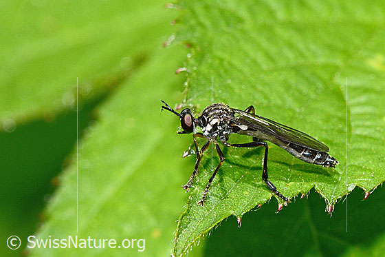 Gemeine Habichtsfliege (Dioctria hyalipennis)