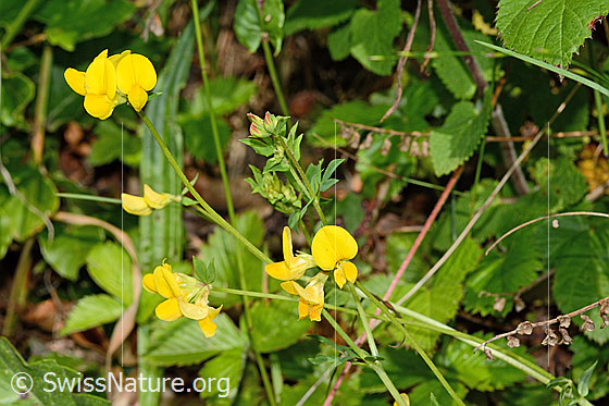 Photo: Lotus corniculatus. Whole plant (habiti).