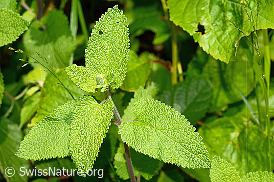Photo: Teucrium scorodonia. Leaves.