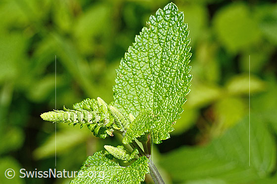 Photo: Teucrium scorodonia. Still closede blossoms and leaf.