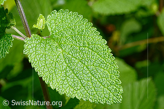 Foto: Salbeiblättriger Gamander (Teucrium scorodonia). Blatt.