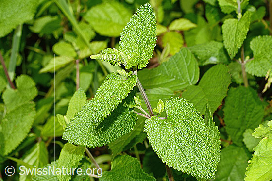 Foto: Salbeiblättriger Gamander (Teucrium scorodonia). Ganze Pflanze (Habitus). Die Blüten sind noch geschlossen.
