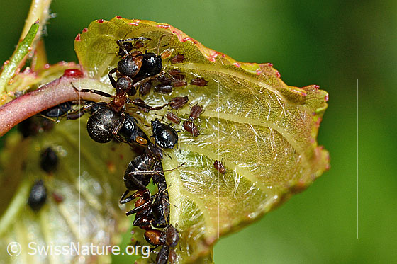 Foto: Rote Waldameise (Formica rufa). Länge 4 - 9mm.