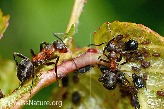 Photo: Formica rufa. Length 4 - 9mm. Formica rufa caring for aphids.