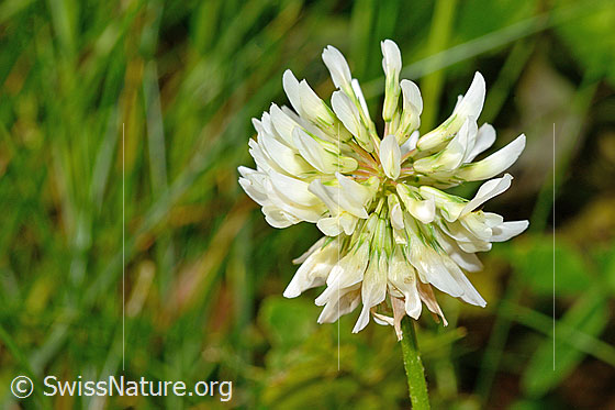 Photo: Trifolium repens. Blossom. View from the side.