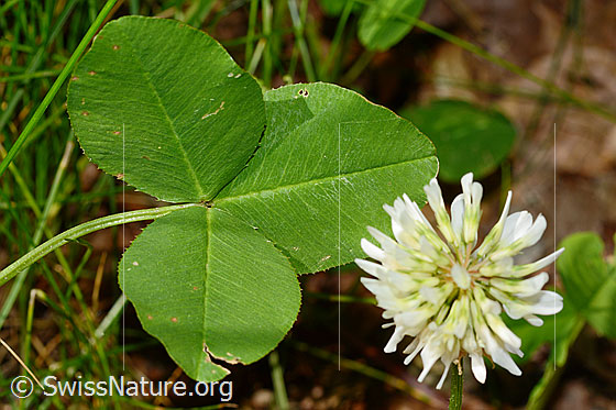 Photo: Trifolium repens. Leaves and blossom.