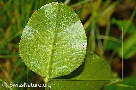 Photo: Trifolium repens. Leaf underside.