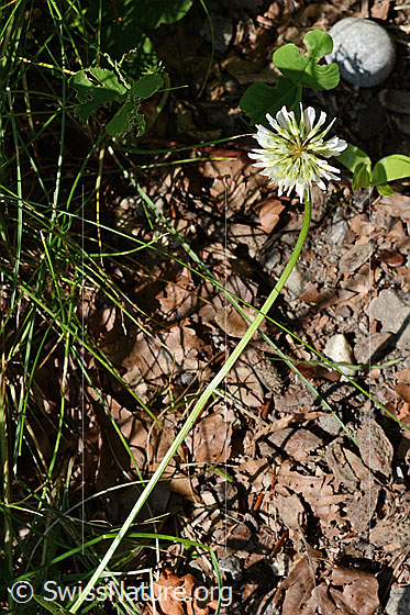 Photo: Trifolium repens. Stem and blossom.