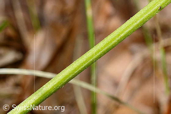 Photo: Trifolium repens. Stem.