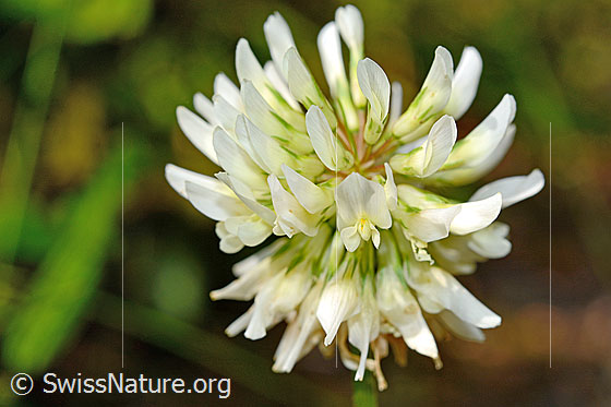 Photo: Trifolium repens. Blossom. View from the side.