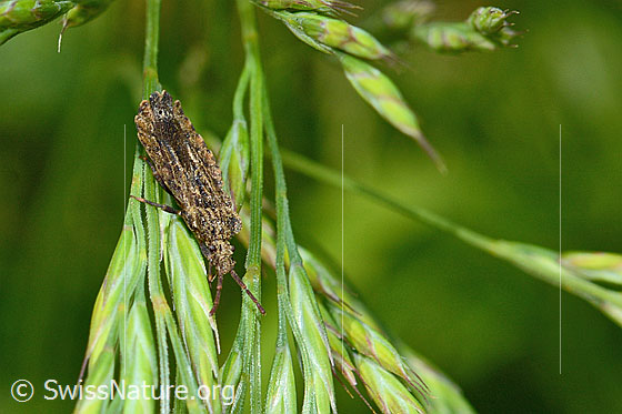 Foto: Wahrscheinlich Aradus conspicuus (Rindenwanze). Länge 8 - 10mm. Ansicht von schräg vorne.