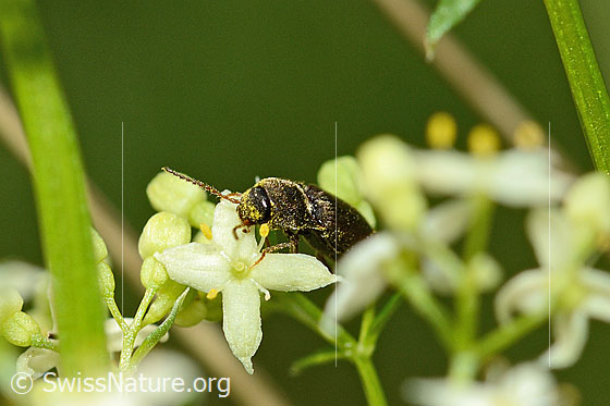 Foto: Gebänderter Schnellkäfer (Athous vittatus). Länge 9 - 11.5mm. Ansicht von schräg vorne.