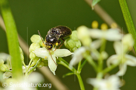 Foto: Gebänderter Schnellkäfer (Athous vittatus). Länge 9 - 11.5mm. Ansicht von schräg oben.