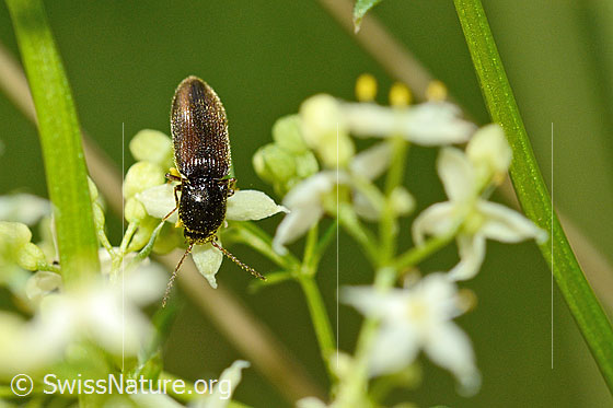 Gebänderter Schnellkäfer (Athous vittatus)