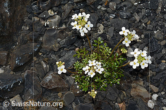 Photo: Pritzelago alpina. Whole plant (habiti).