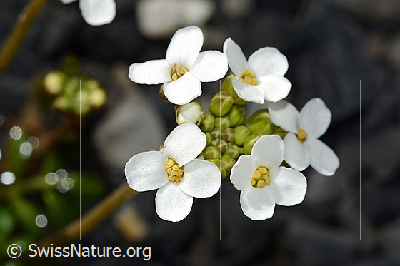 Photo: Pritzelago alpina. Blossoms. View from above.