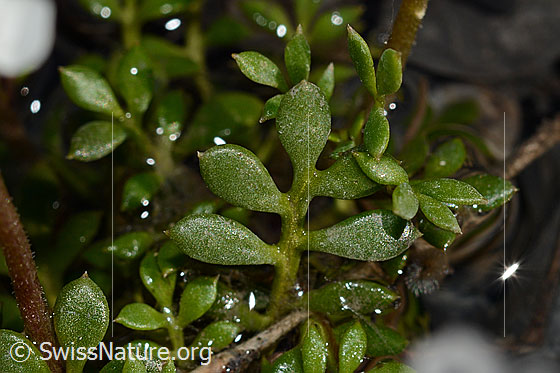 Photo: Pritzelago alpina. Leaves. View from above.
