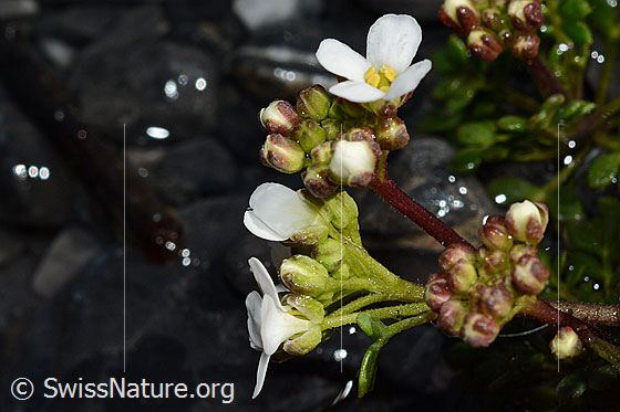 Photo: Pritzelago alpina. Blossoms. View from the side.