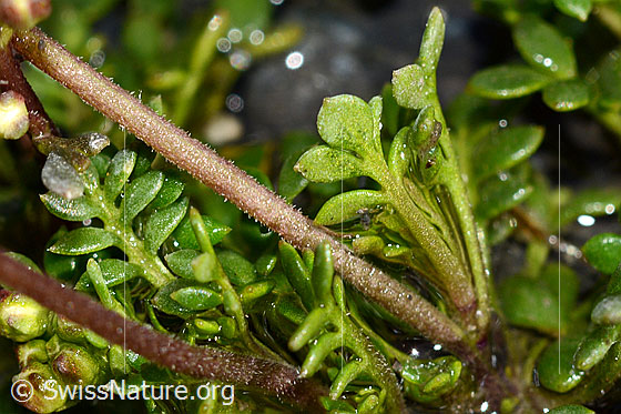 Photo: Pritzelago alpina. Stem and leaves. View from below.
