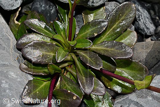 Photo: Arabis subcoriacea. Leaves.