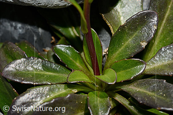 Foto: Bach-Gänsekresse (Arabis subcoriacea). Blätter und Stängel.