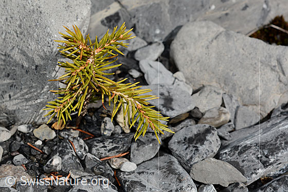 Photo: Picea abies. Whole plant (habiti). We discovered this little pine tree in a sparsely overgrown boulder fan.