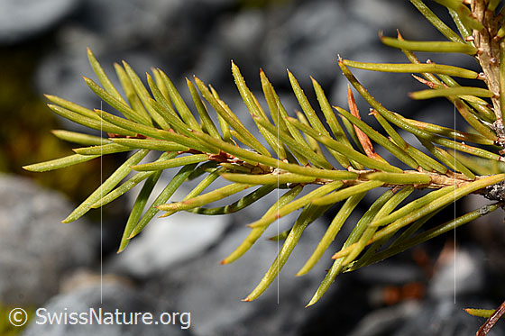 Photo: Picea abies. Branches and needles.