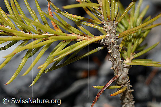 Foto: Gewöhnliche Fichte (Picea abies). Ästchen und Nadeln.