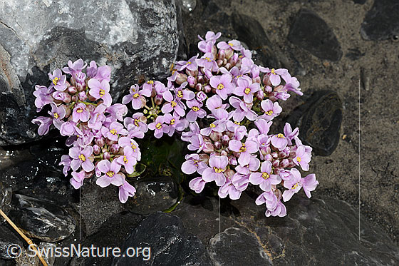 Foto: Kriechendes Täschelkraut (Thlaspi rotundifolium)