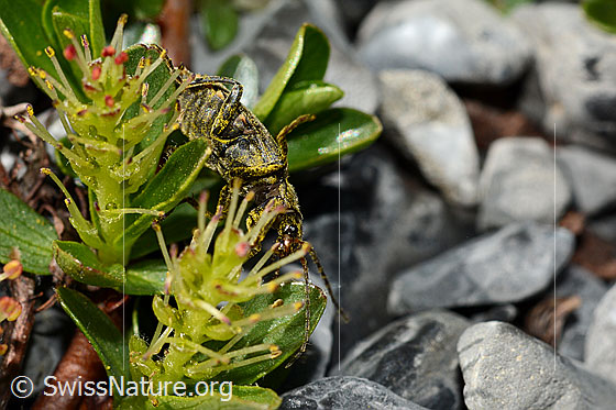 Foto: Wahrscheinlich Cantharis pagana (Weichkäfer) an Stumpfblättrige Weide (Salix retusa). Länge 6 - 8.5 mm. Ansicht von seitlich unten.